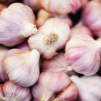 Garlic Germidour - Fokhagyma Germidour 2db/csomag – Hagymák