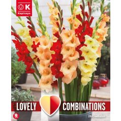   Gladiolus - Kardvirág Piros, Sárga És Narancssárga Kombináció