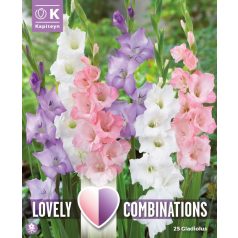   Gladiolus - Kardvirág Fehér, Kék És Rózsaszín Kombináció