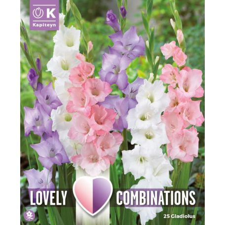 Gladiolus - Kardvirág Fehér, Kék És Rózsaszín Kombináció