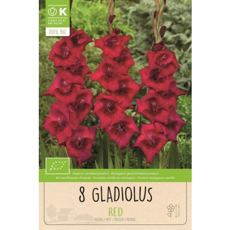 Gladiolus - Kardvirág Red