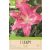 Lilium Pink 