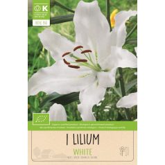 Lilium Fehér