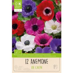 Anemone – Szellőrózsa  Coronaria De Caen