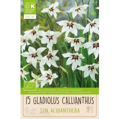 Gladiolus - Kardvirág Callianthus Syn.Acidanthera