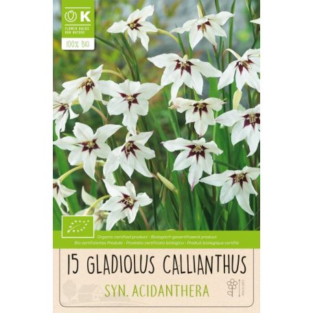 Gladiolus - Kardvirág Callianthus Syn.Acidanthera