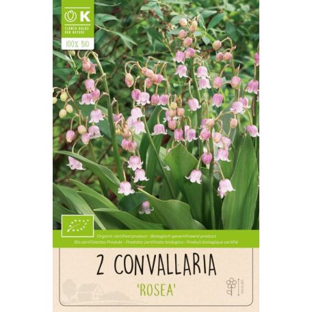 Convallaria - Gyöngyvirág Rosea