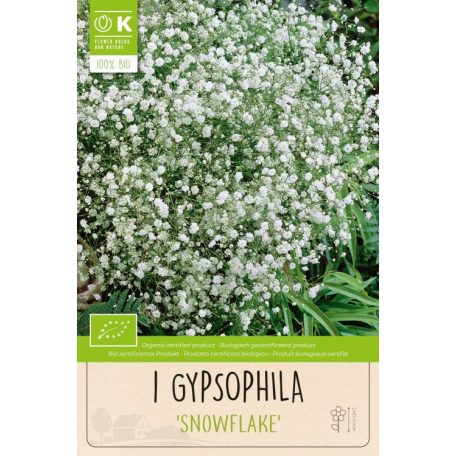 Gypsophila – Fátyolvirág Hópehely