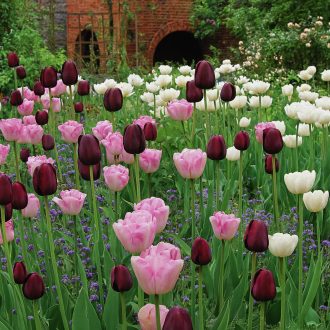 Cottage Garden ‘Tulip Garden Bags’ – Klasszikus tavaszi tulipánkeverék