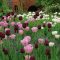 Cottage Garden ‘Tulip Garden Bags’ – Klasszikus tavaszi tulipánkeverék