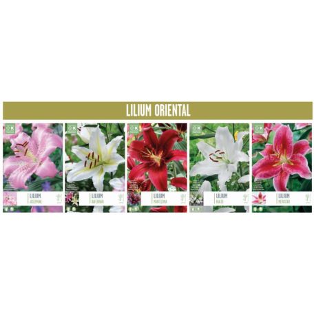 Slo5517 5 Top X 25 Lillium Oriental 16/+