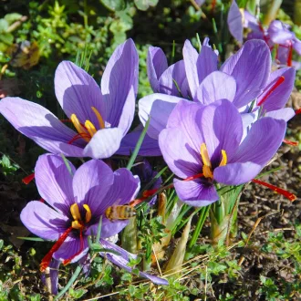 Crocus sativus - Jóféle sáfrány 10 db/csomag (Virághagyma) – Krókusz