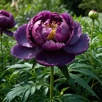 Lila fás bazsarózsa