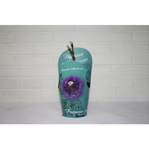 Lila fás bazsarózsa