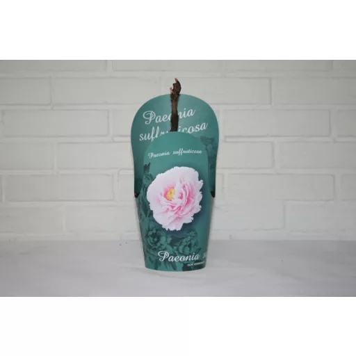 Rózsaszín fás bazsarózsa