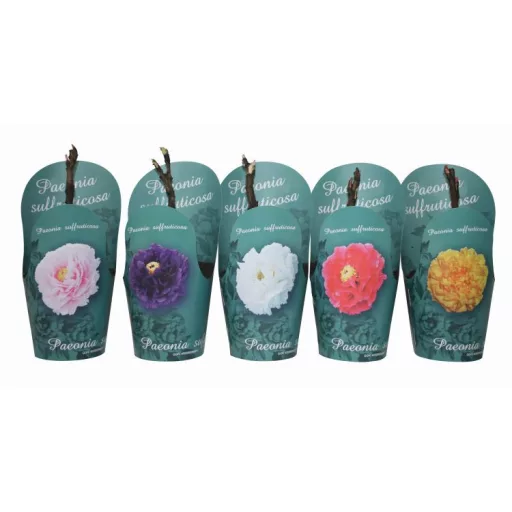 Rózsaszín fás bazsarózsa