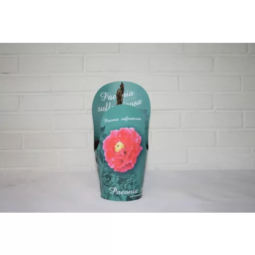 Piros fás bazsarózsa