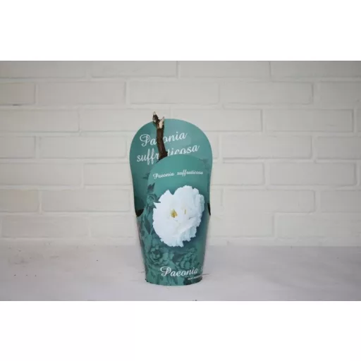 Fehér fás bazsarózsa