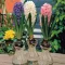 Hyacinth in Glass - Jácint kék virághagyma üvegvázával - beltérre – Beltéri virághagymák