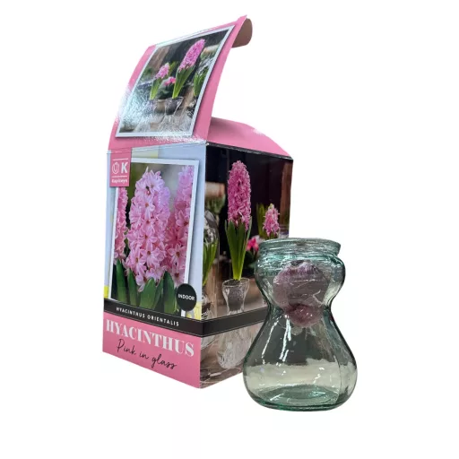 Hyacinth in Glass - Jácint kék virághagyma üvegvázával - beltérre – Beltéri virághagymák