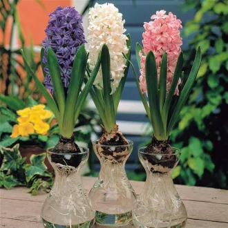 Hyacinth in Glass - Jácint fehér virághagyma üvegvázával - beltérre – Beltéri virághagymák