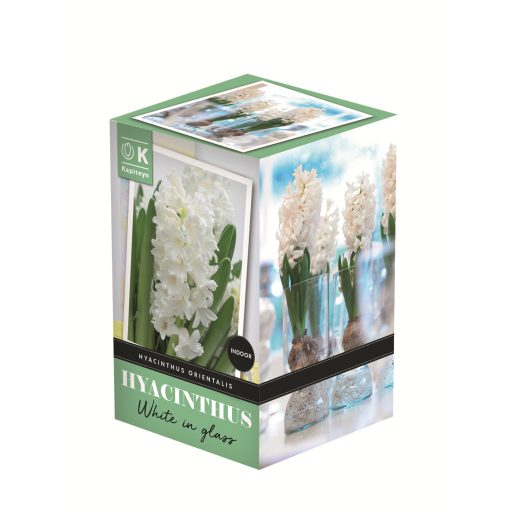 Hyacinth in Glass - Jácint fehér virághagyma üvegvázával - beltérre – Beltéri virághagymák