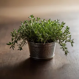 kertmester-kakukkfu-vetomag