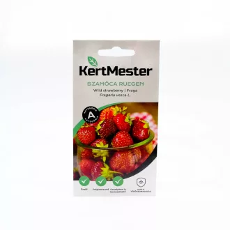 Kertmester "A" Szamóca Ruegen (Vetőmag) – Palántázás