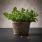 Kertmester-A-Oregano