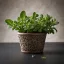 Kertmester-A-Oregano