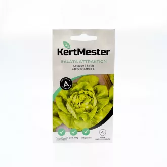 Kertmester "A" Saláta White Boston Attraktion (Vetőmag) – Palántázás