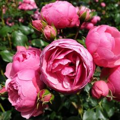 Pomponella – rózsaszín floribunda ágyás rózsa