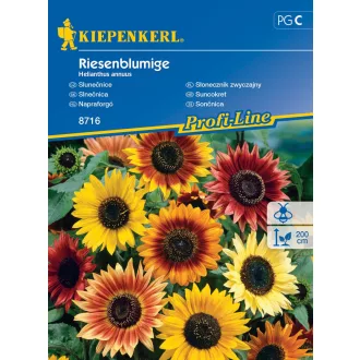 napraforgo-riesenblumige-kp-vetomag