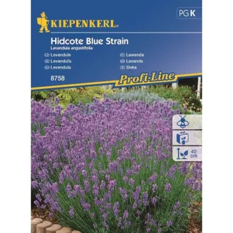 Levendula-Hidcote-Blue-Strain-KP