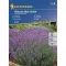 levendula-hidcote-blue-strain-kp-vetomag