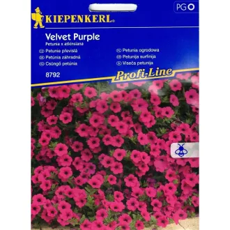 Csüngő petúnia vetőmagdrazsé Velvet Purple (KP) – Palántázás