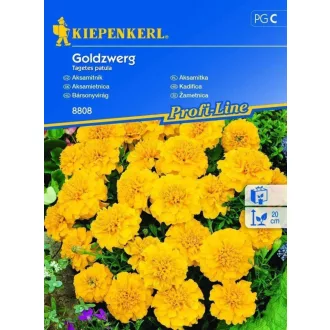 Bársonyvirág Goldzwerg (KP) (Virágmag) – Palántázás