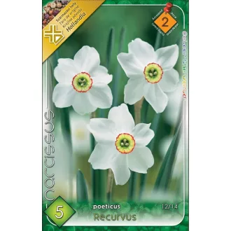   Narcissus poeticus Recurvus - Nárcisz poeticus Recurvus 5 db/ csomag (Virághagyma) (LA)