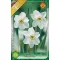 Narcissus poeticus Recurvus - Nárcisz poeticus Recurvus 5 db/ csomag (Virághagyma) (LA)