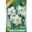 Narcissus poeticus Recurvus - Nárcisz poeticus Recurvus 5 db/ csomag (Virághagyma) (LA)