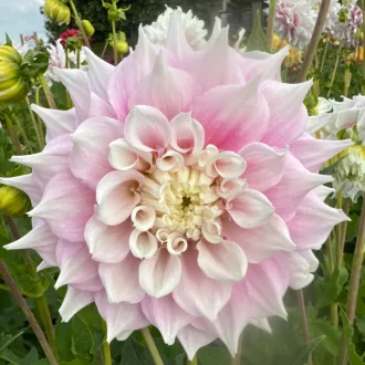 Dahlia Giant Gitts Perfection rózsaszín dália