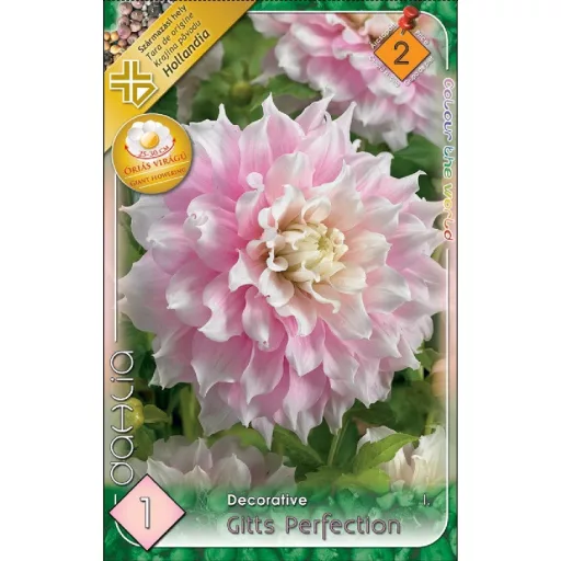 Dahlia Giant Gitts Perfection rózsaszín dália