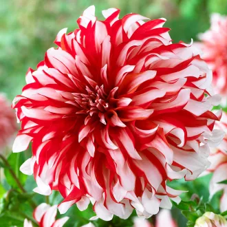 Santa Claus piros-fehér dekoratív dália
