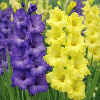 Gladiolus Blue & Yellow kék és sárga kardvirágok