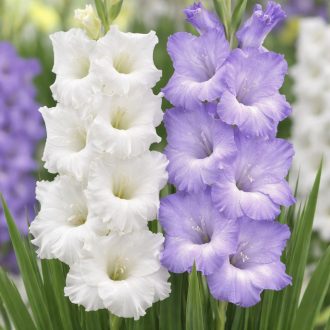 Gladiolus Blue & White kék és fehér kardvirágok