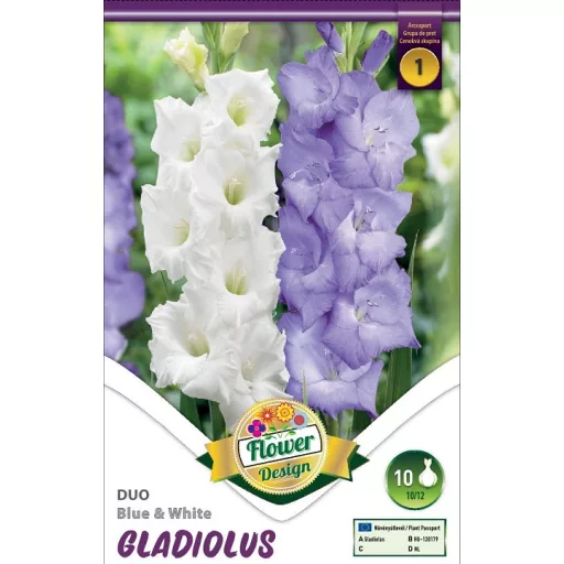 Gladiolus Blue & White kék és fehér kardvirágok