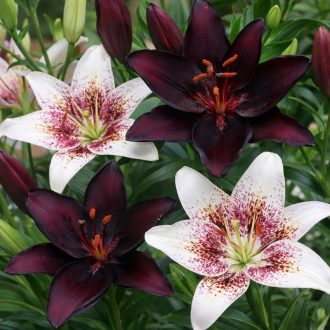 Lilium ázsiai liliom duo fekete és pettyezett fehér