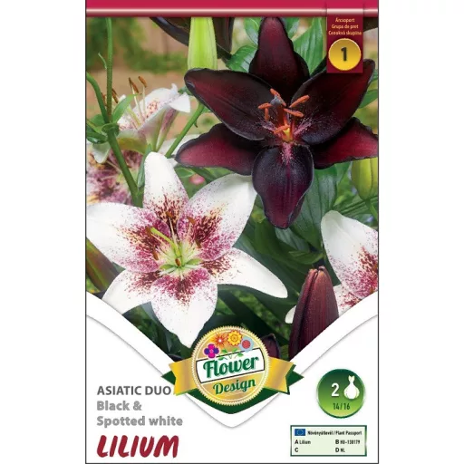 Lilium ázsiai liliom duo fekete és pettyezett fehér