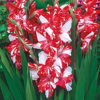 Gladiolus Koi Pursuit narancs kardvirág virág
