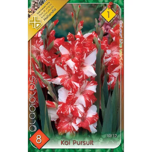 Gladiolus Koi Pursuit narancs kardvirág virág